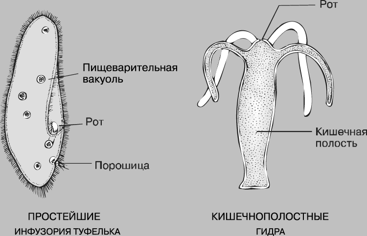 Сайт кракен через тор